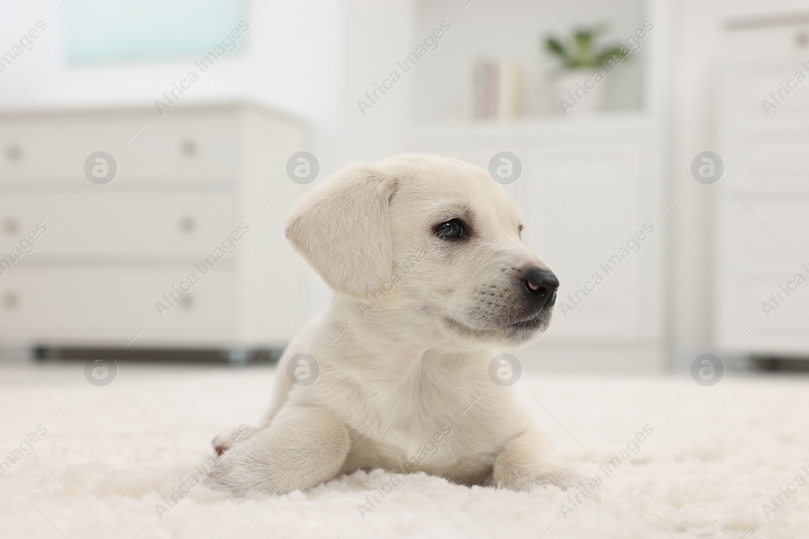Photo of Cute little puppy lying on white carpet at home