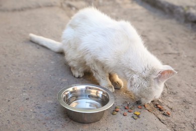 Stray cat eating near bowl with water outdoors