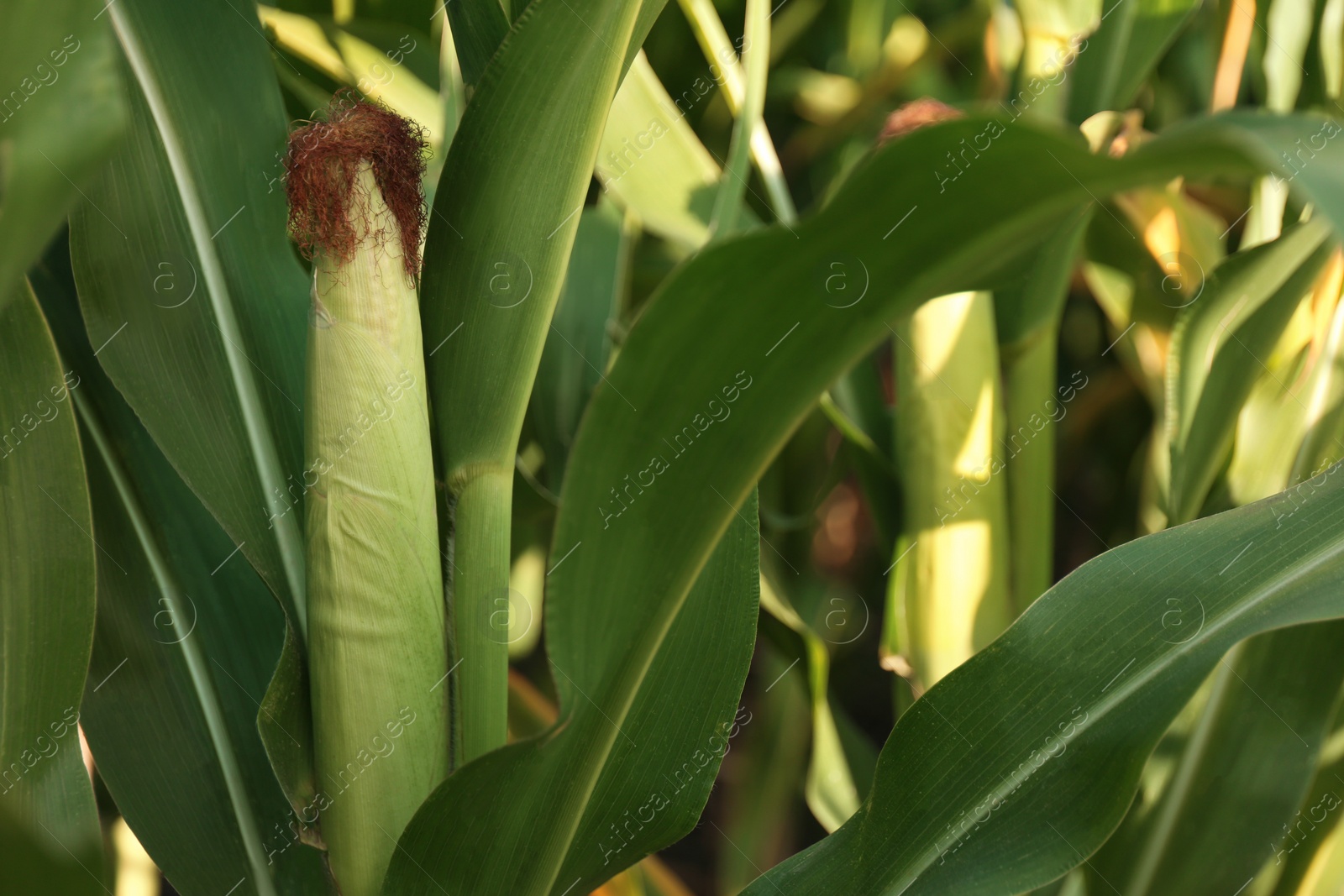 Photo of Ripe corn cobs in field on sunny day