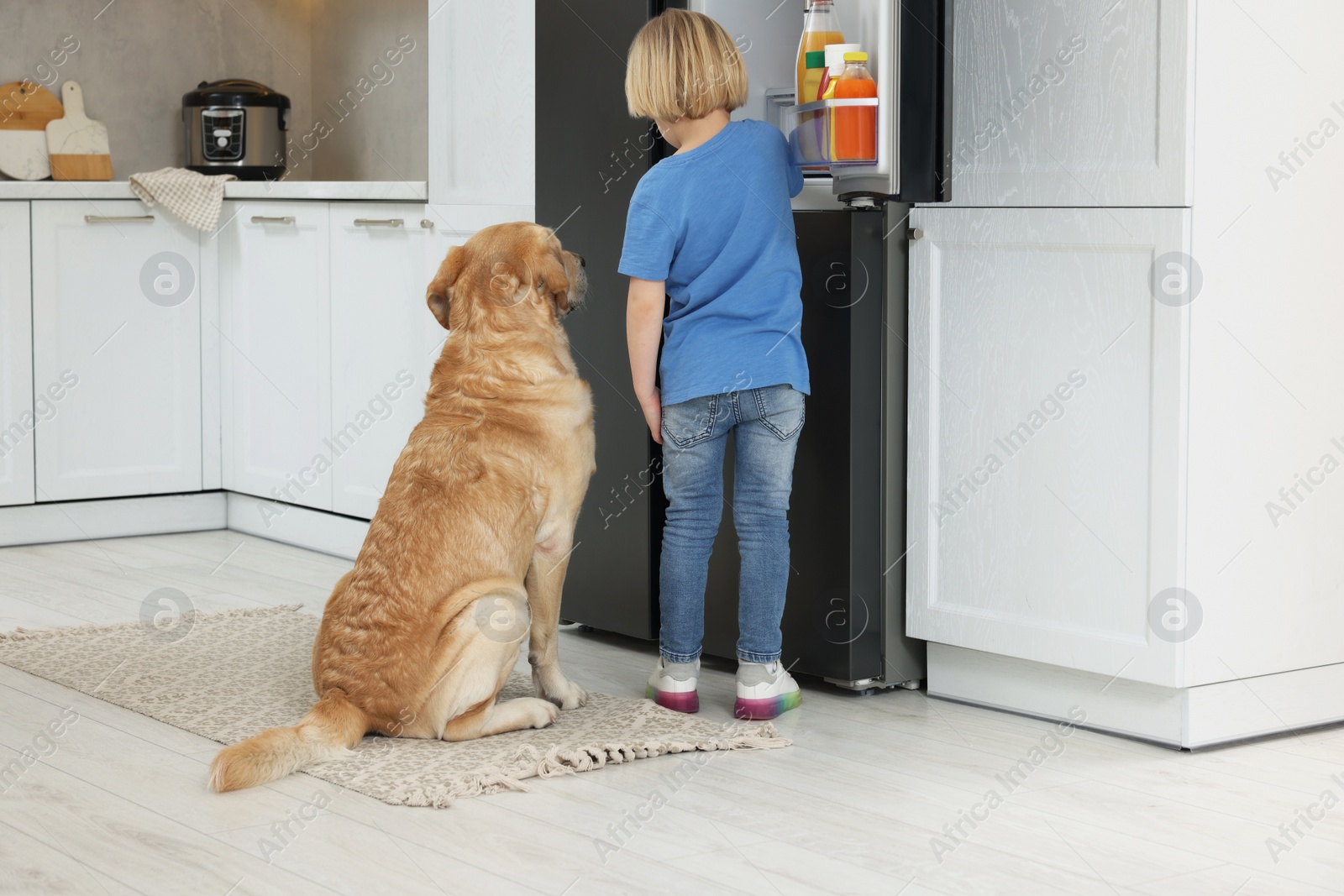 Photo of Little boy and cute Labrador Retriever seeking for food in kitchen refrigerator, back view