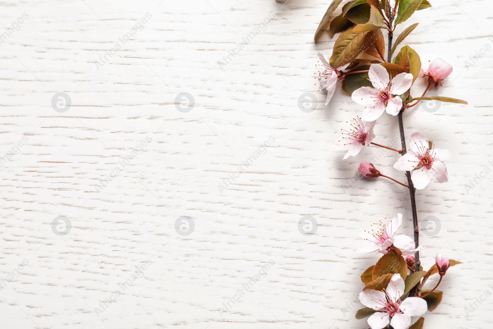 Photo of Beautiful blossoming branch on wooden background