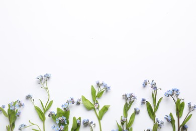 Beautiful forget-me-not flowers on white background, flat lay. Space for text