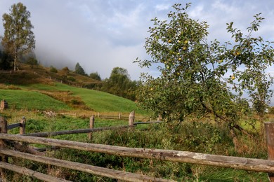 Photo of Apple trees growing near wooden fence outdoors in morning