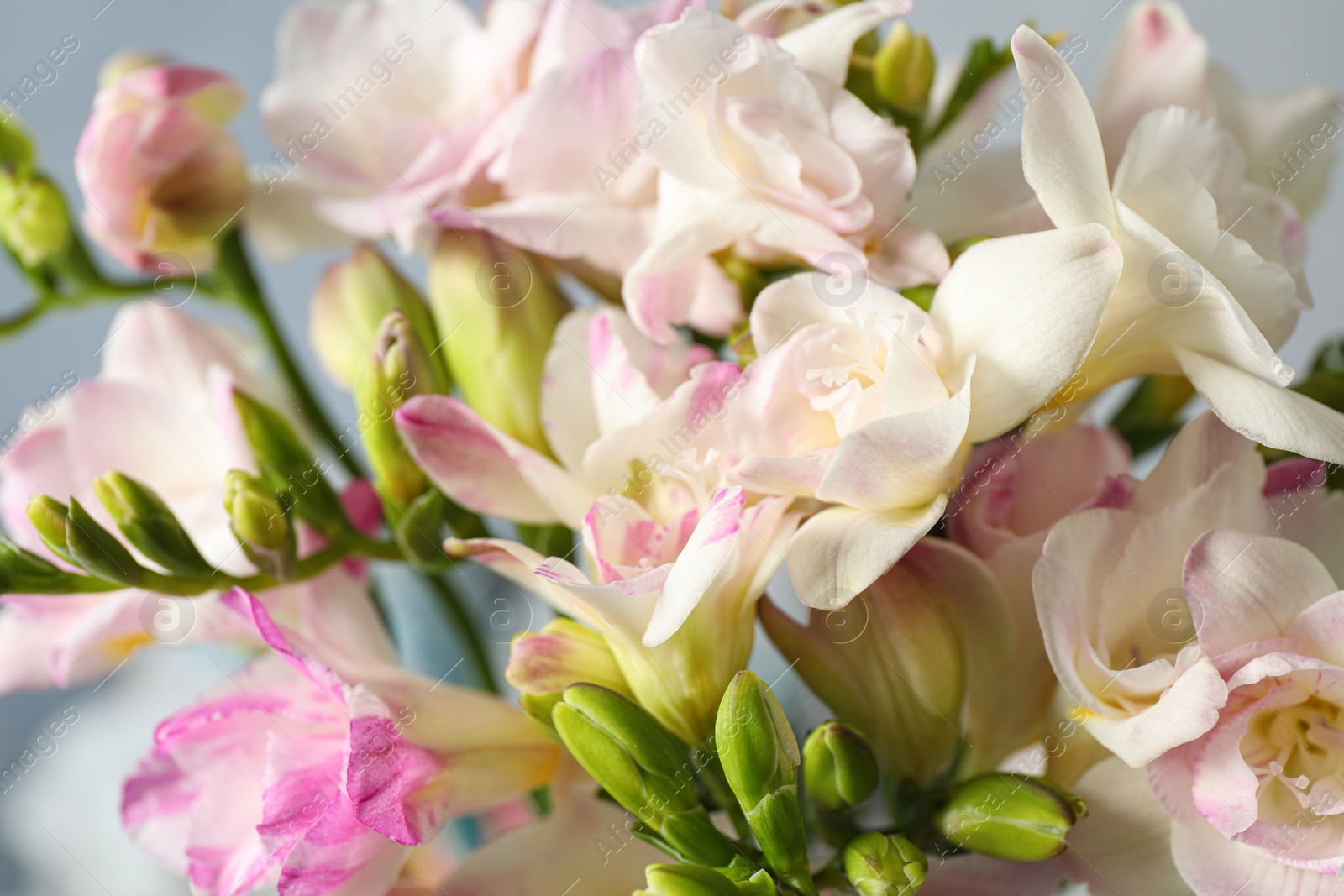 Photo of Beautiful freesia bouquet on blue background, closeup