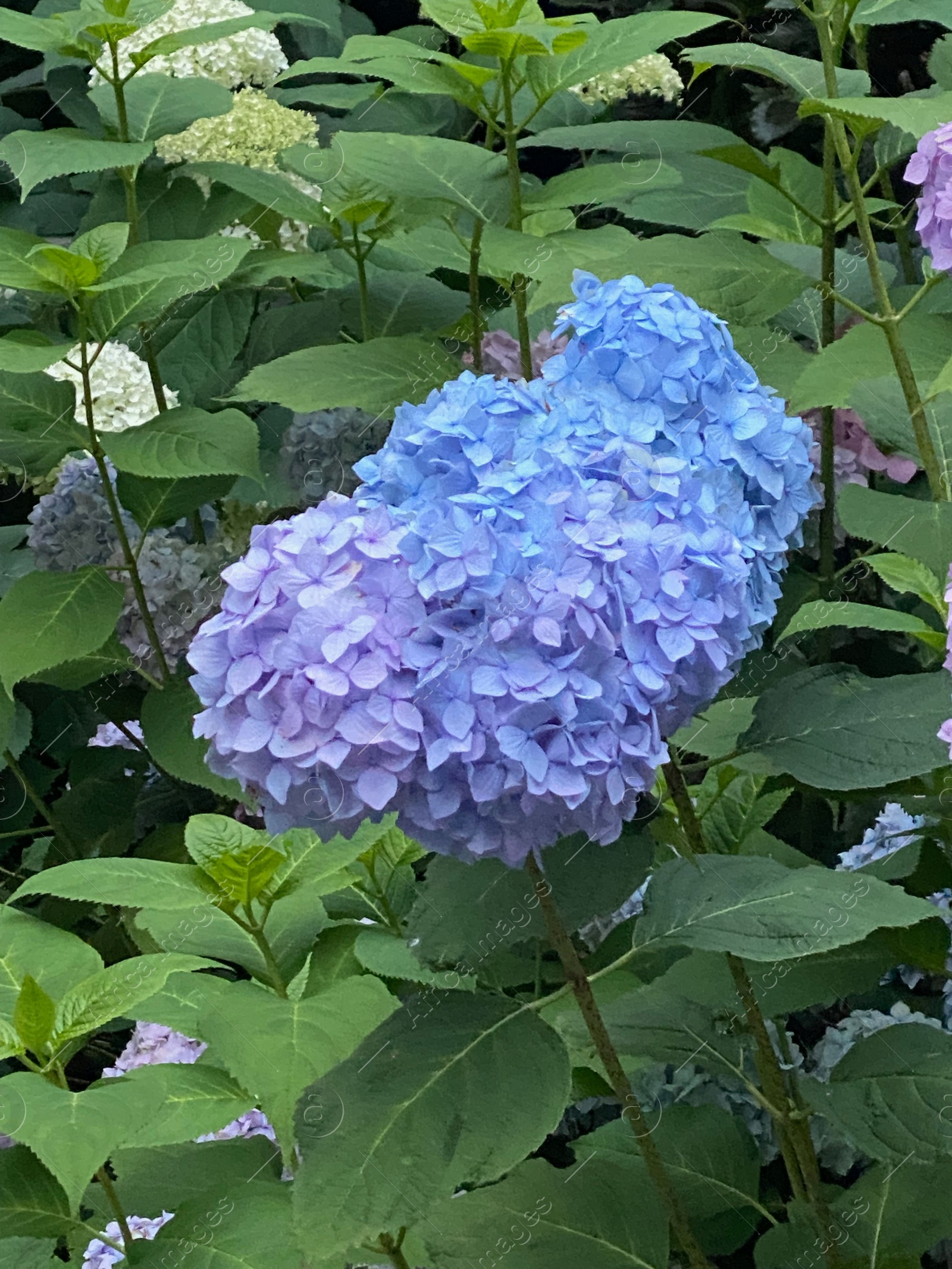 Photo of Beautiful blooming hydrangea bush with green leaves, closeup