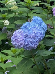 Photo of Beautiful blooming hydrangea bush with green leaves, closeup