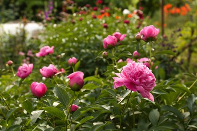 Photo of Beautiful peony plants with pink flowers and buds outdoors