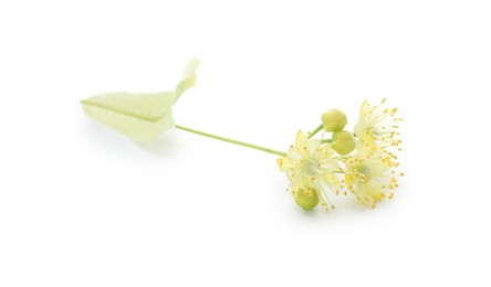 Photo of Beautiful linden tree blossom isolated on white