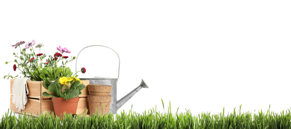 Potted blooming flowers and gardening tools on green grass against white background, space for text. Banner design