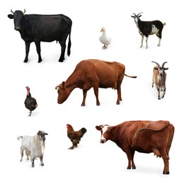 Different farm animals on white background, collage