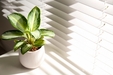 Exotic houseplant with beautiful leaves near window indoors