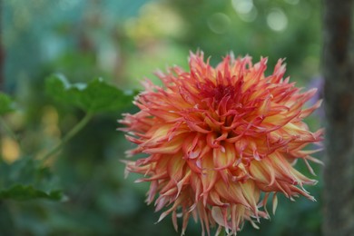 Photo of Beautiful blooming dahlia flower outdoors in green garden, closeup