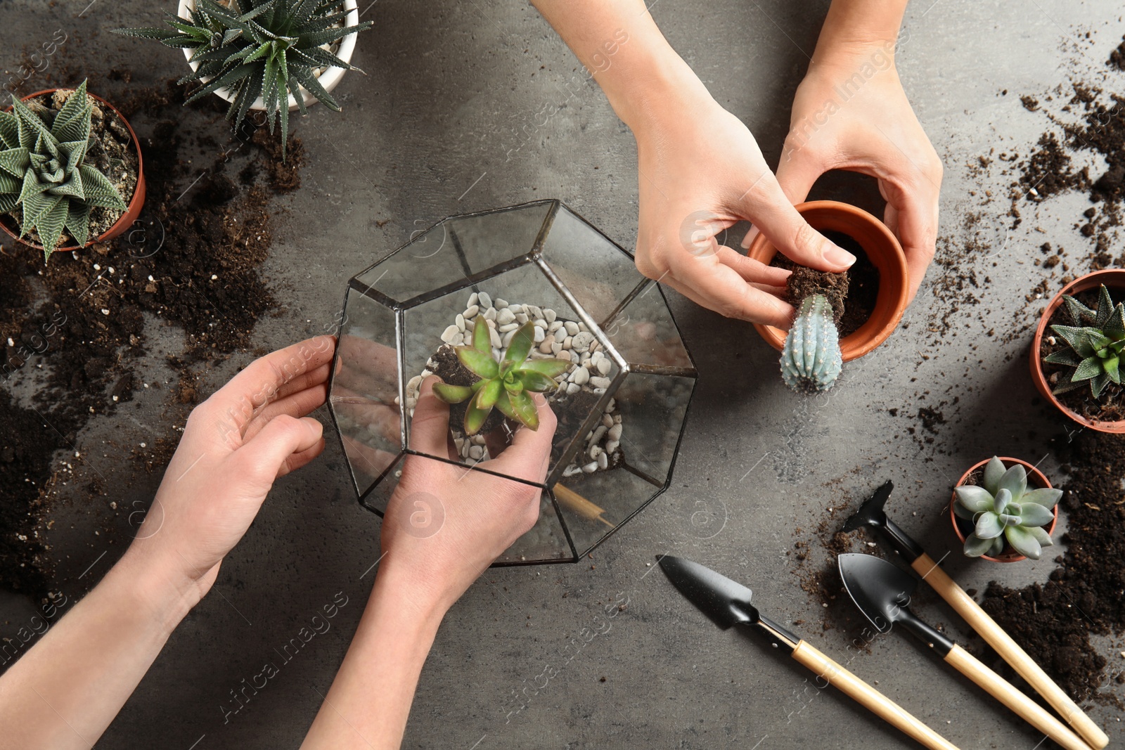 Photo of Women transplanting home plants on grey background, top view