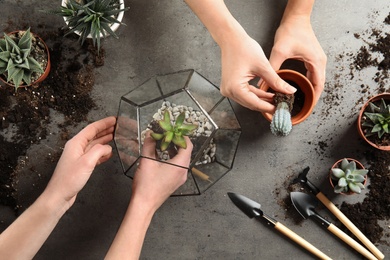 Women transplanting home plants on grey background, top view