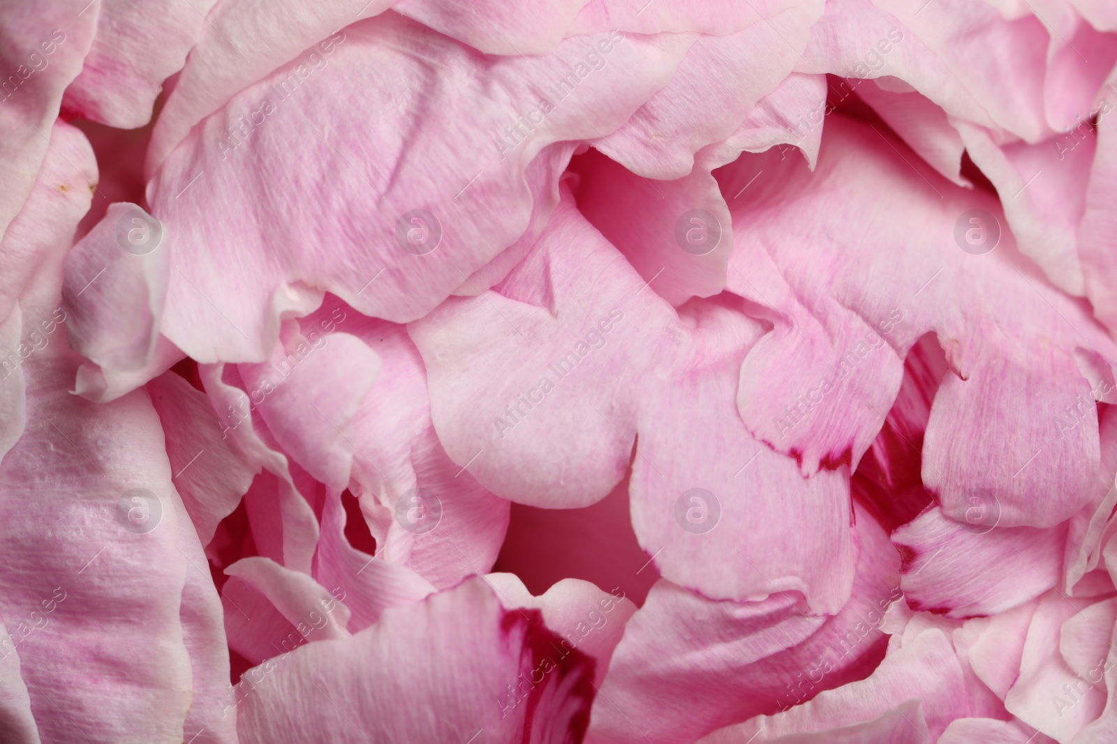 Photo of Closeup view of beautiful blooming peony as background. Floral decor