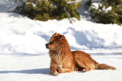 Photo of Cute fluffy dog outdoors on winter day. Friendly pet