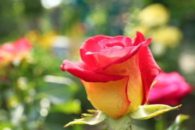 Photo of Beautiful blooming rose in green garden on summer day, closeup view. Space for text