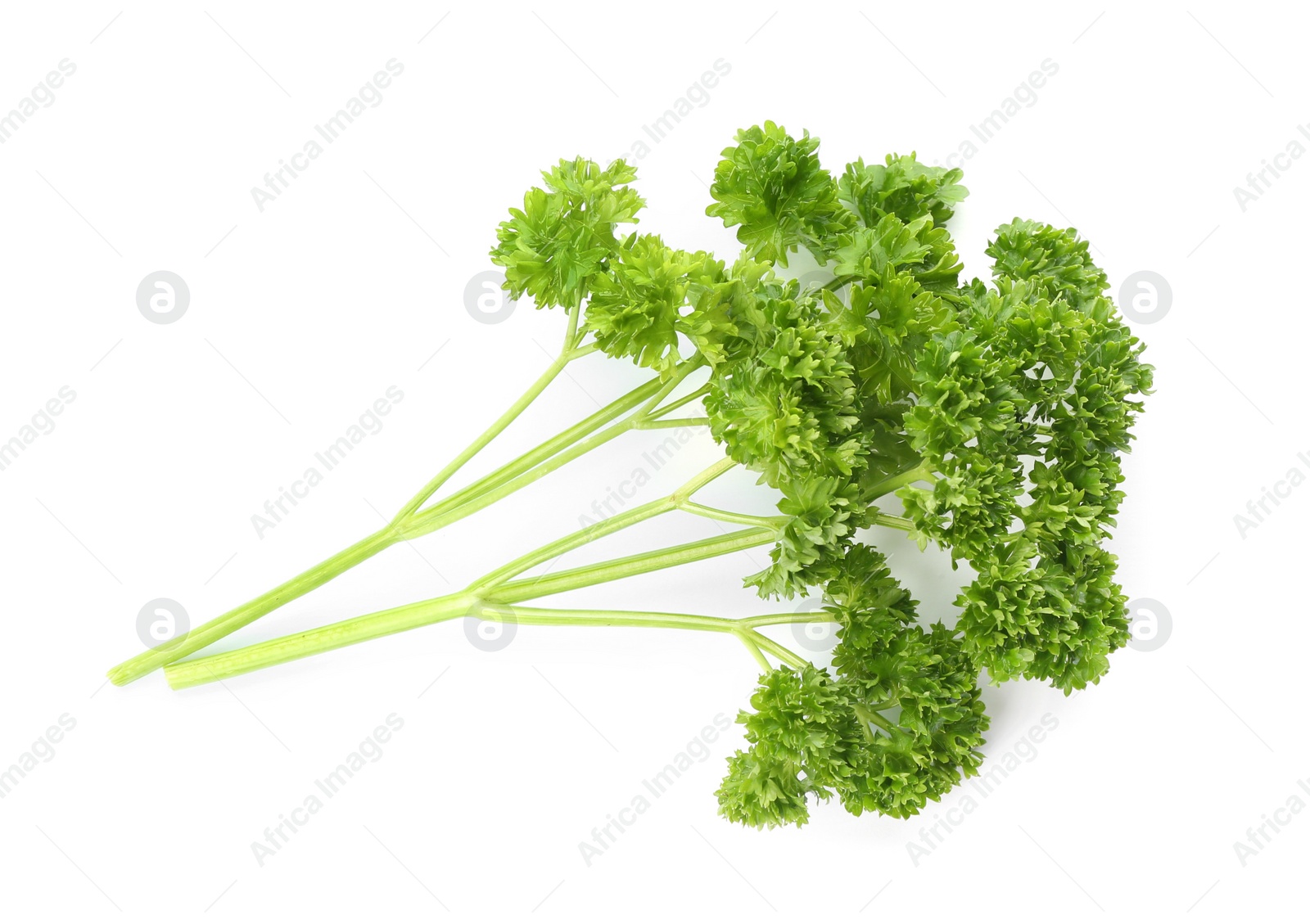 Photo of Fresh green curly parsley on white background, top view