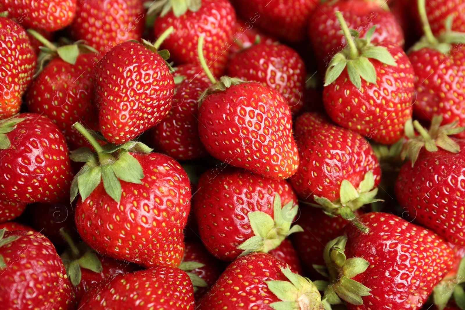 Photo of Many tasty ripe strawberries as background, closeup