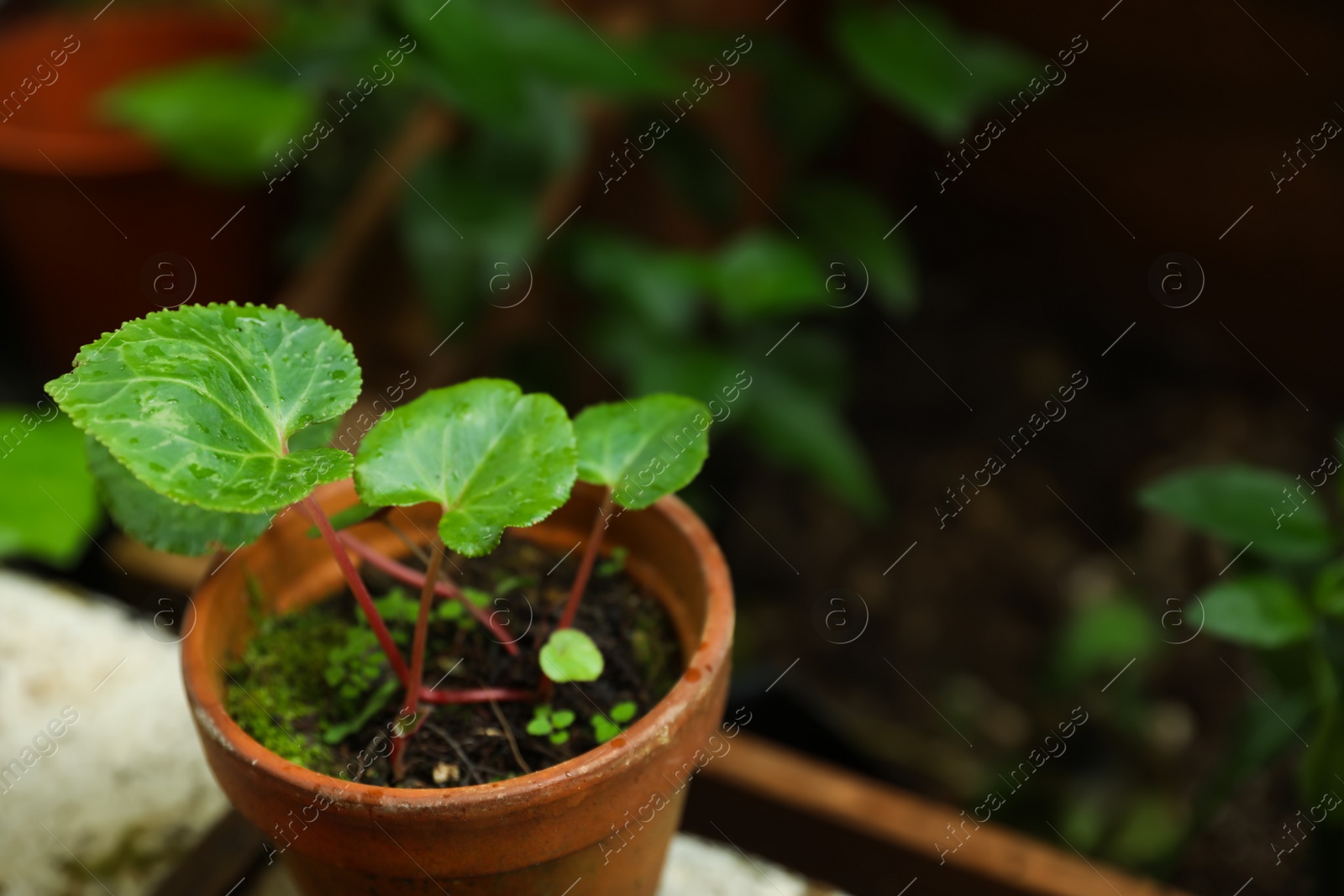 Photo of Seedling of begonia plant with water drops in pot on parapet, closeup. Space for text