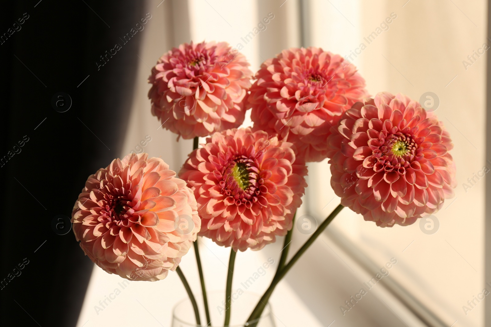 Photo of Bouquet of beautiful dahlia flowers in vase near window indoors