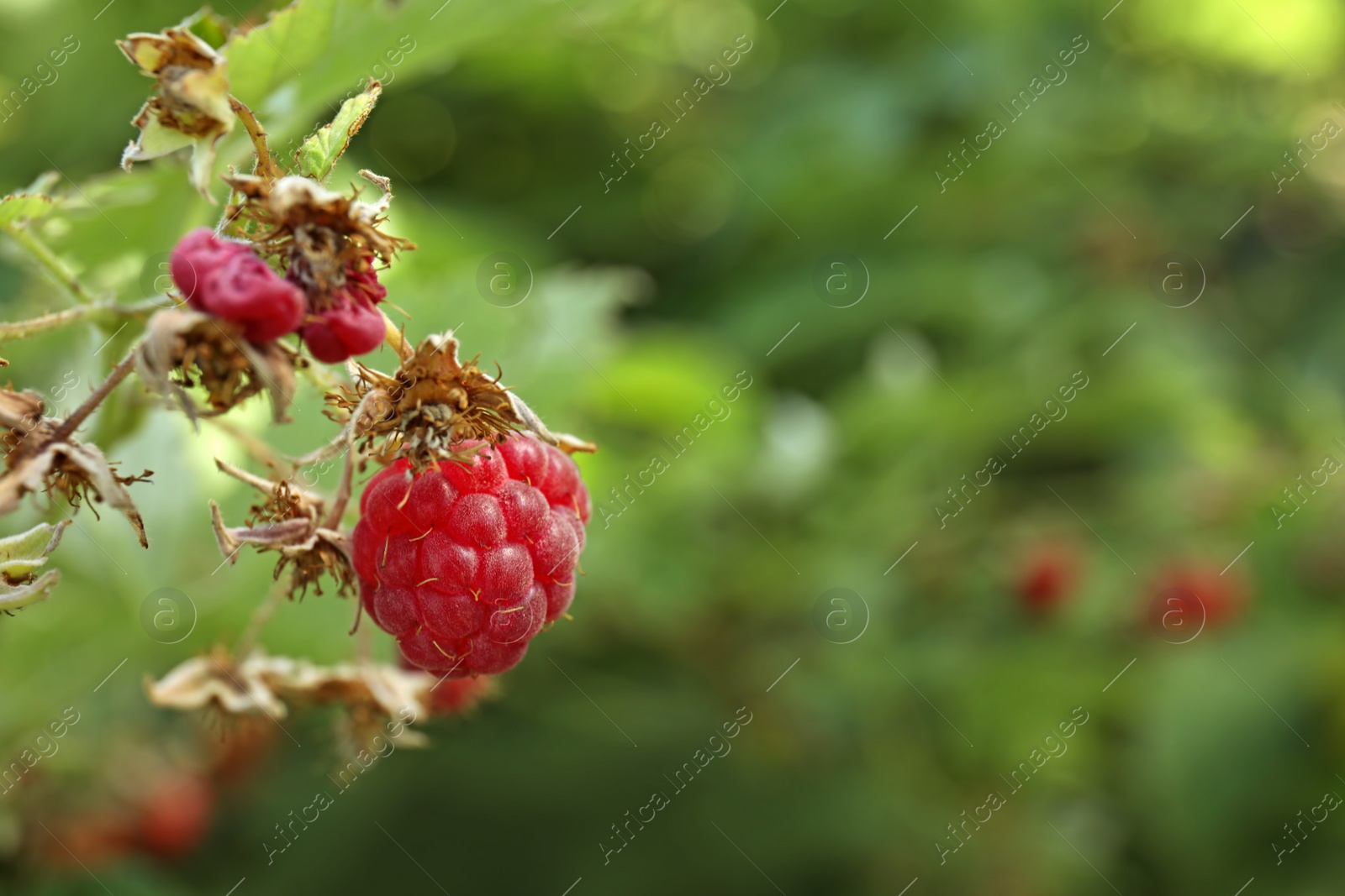 Photo of Raspberry bush with tasty ripe berries in garden