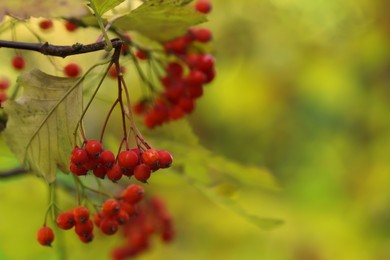 Photo of Rowan tree branch with red berries outdoors, closeup. Space for text