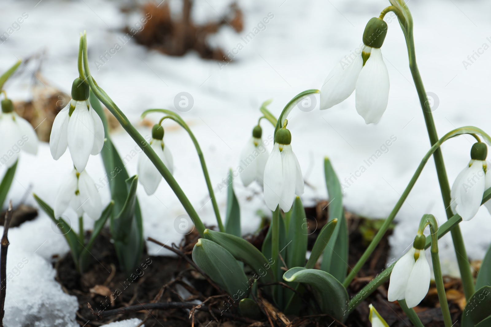 Photo of Beautiful blooming snowdrops growing outdoors. Spring flowers