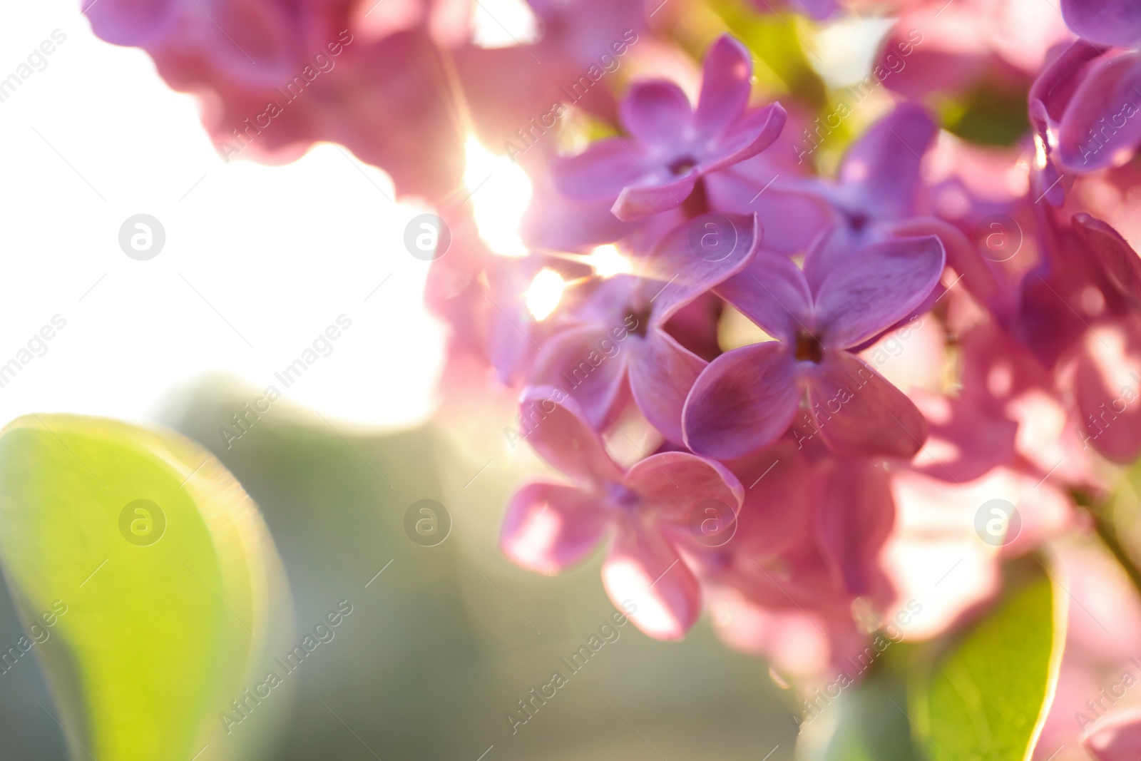 Photo of Closeup view of beautiful blooming lilac shrub outdoors