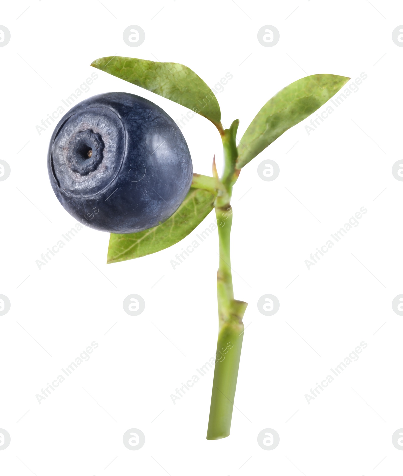 Photo of Twig with ripe bilberry isolated on white