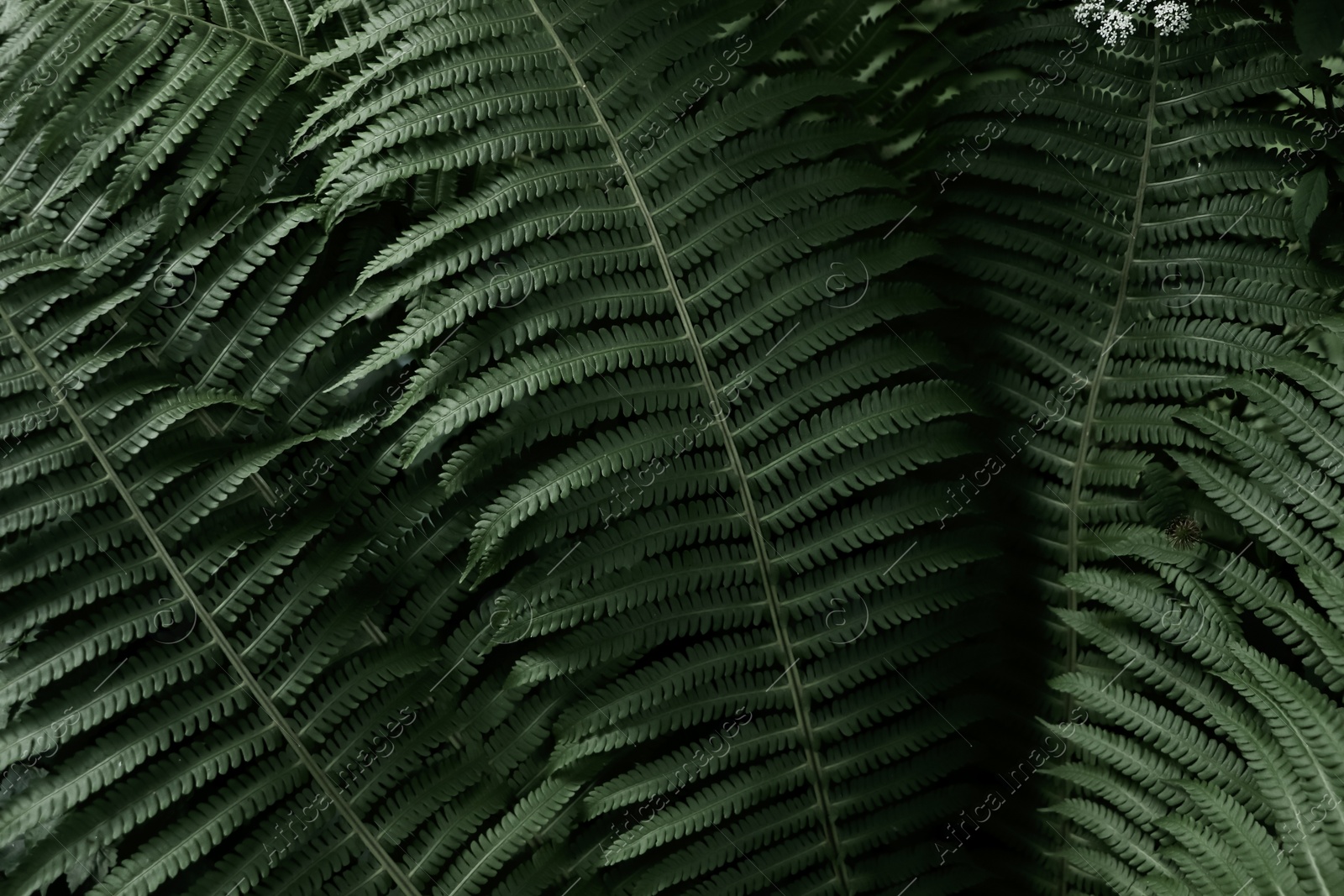 Photo of Beautiful fern with lush green leaves growing outdoors, closeup