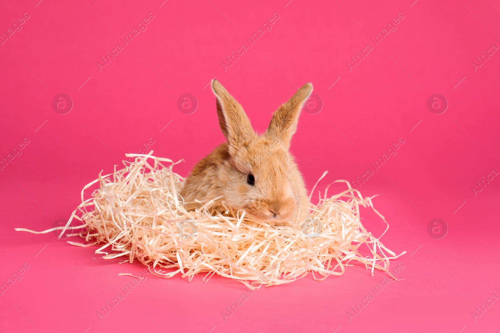 Photo of Adorable furry Easter bunny with decorative straw on color background