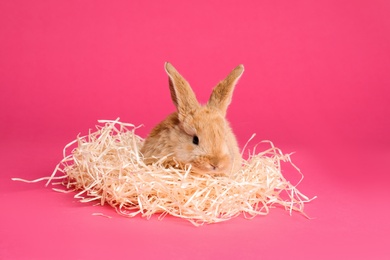 Adorable furry Easter bunny with decorative straw on color background