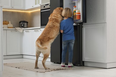 Little boy and cute Labrador Retriever seeking for food in kitchen refrigerator, back view