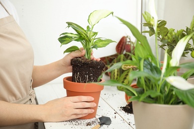 Photo of Woman transplanting home plant into new pot on window sill, closeup