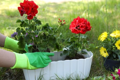 Photo of Gardener planting flowers in pot outdoors, closeup
