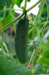 Cucumber growing on bush in garden, closeup