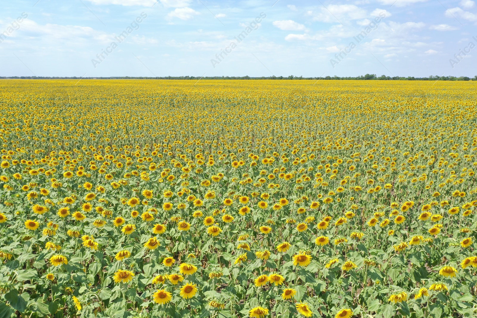 Photo of Beautiful view of sunflowers growing in field