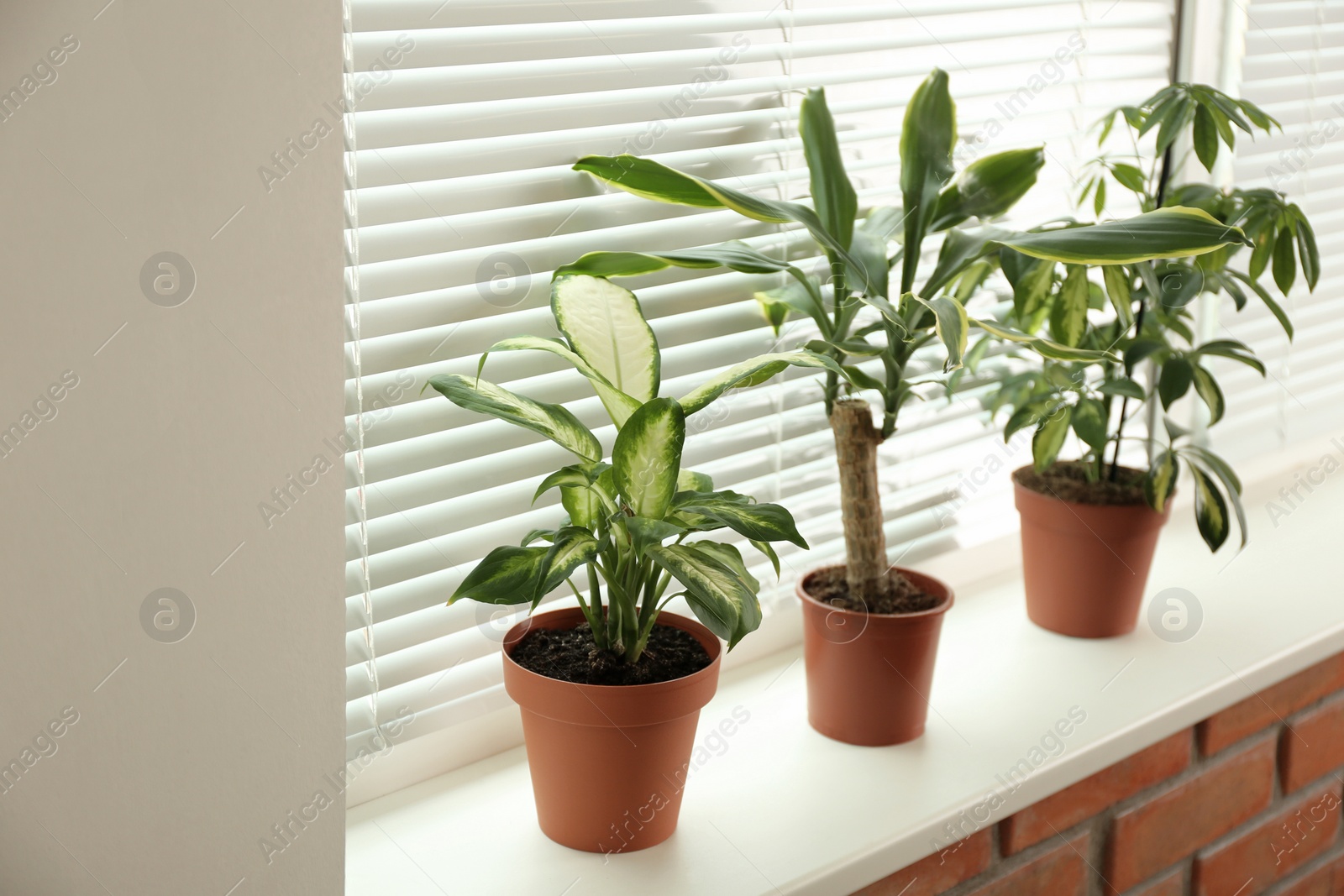 Photo of Different potted plants on sill near window blinds