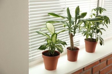 Different potted plants on sill near window blinds