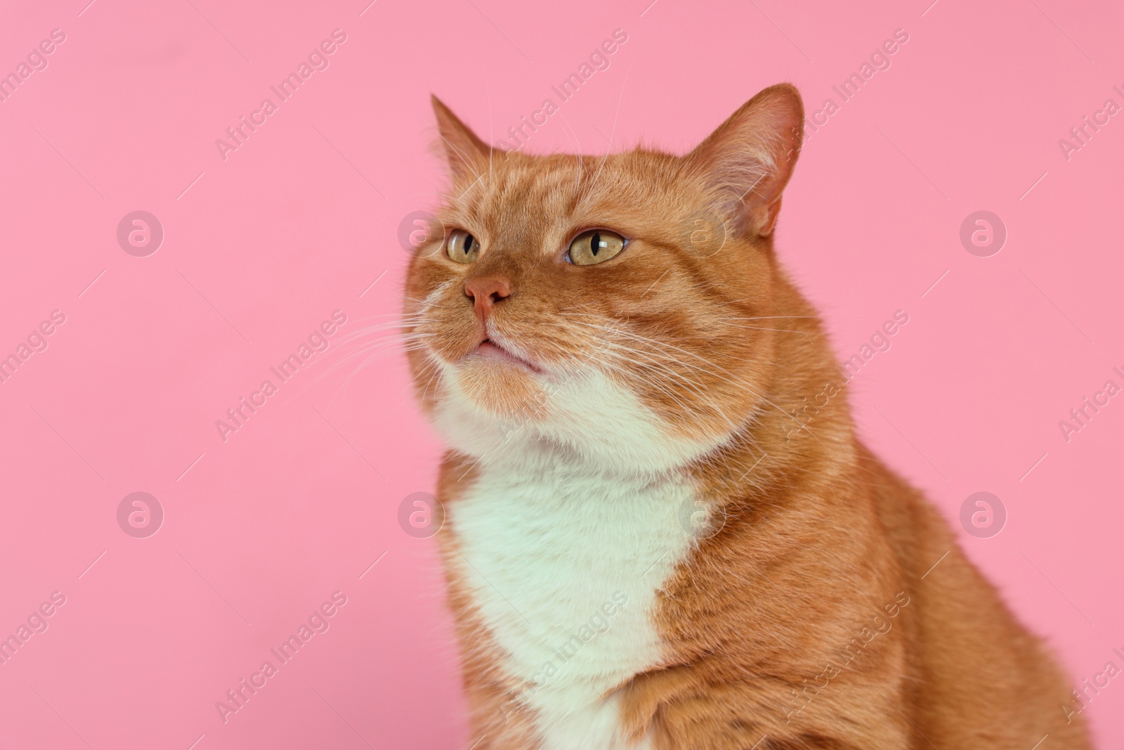 Photo of Adorable red fluffy cat on pink background