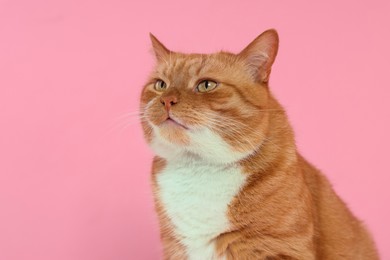 Adorable red fluffy cat on pink background