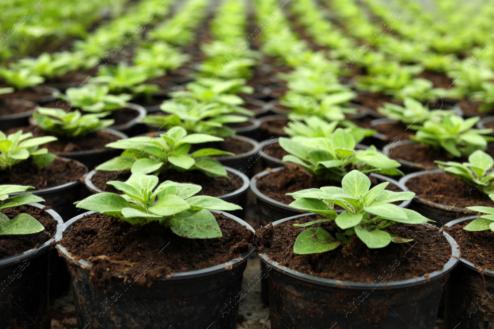 Photo of Many fresh green seedlings growing in pots with soil, closeup