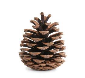 Photo of Beautiful dry pine cone isolated on white