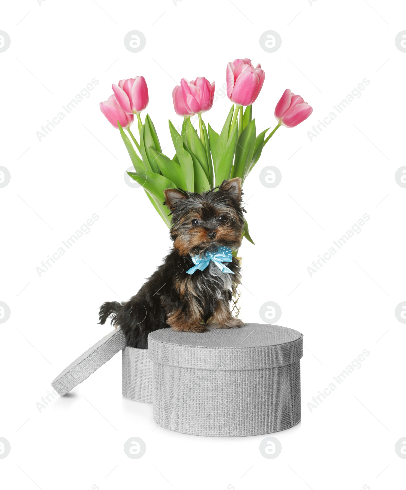 Photo of Cute Yorkshire terrier puppy with hat box and flowers on white background. Happy dog