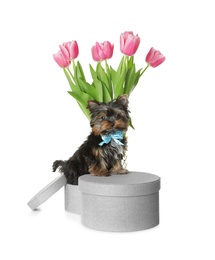 Photo of Cute Yorkshire terrier puppy with hat box and flowers on white background. Happy dog