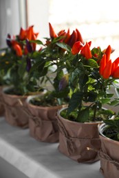 Photo of Capsicum Annuum plants. Many potted multicolor Chili Peppers on windowsill indoors, space for text