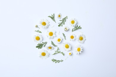 Flat lay composition with fresh chamomiles on white background