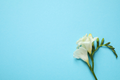 Photo of Beautiful freesia flowers on light blue background, top view. Space for text