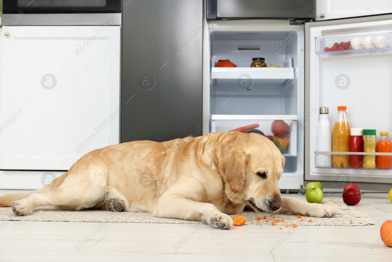 Photo of Cute Labrador Retriever eating carrot near refrigerator in kitchen